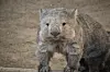 Wombat named Otto