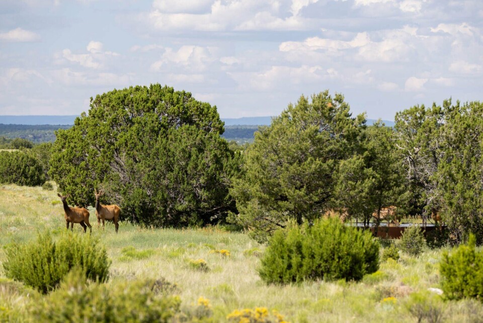 Nm Ranch $115 million New Mexico ranch owned by D.R. Horton family finds a buyer ...