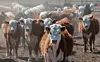 NM cattle ranchers fear 'demise' of industry