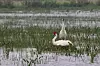 APTOPIX Louisiana Whooping Crane Hatches