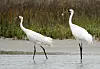 Whooping Cranes