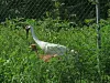 Whooping Cranes Virus Outbreak