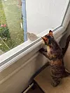 cat watching a bird