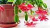 Christmas Cactus