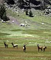 Elk permit system works for rural New Mexico