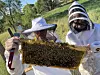 Altura Honey swarm