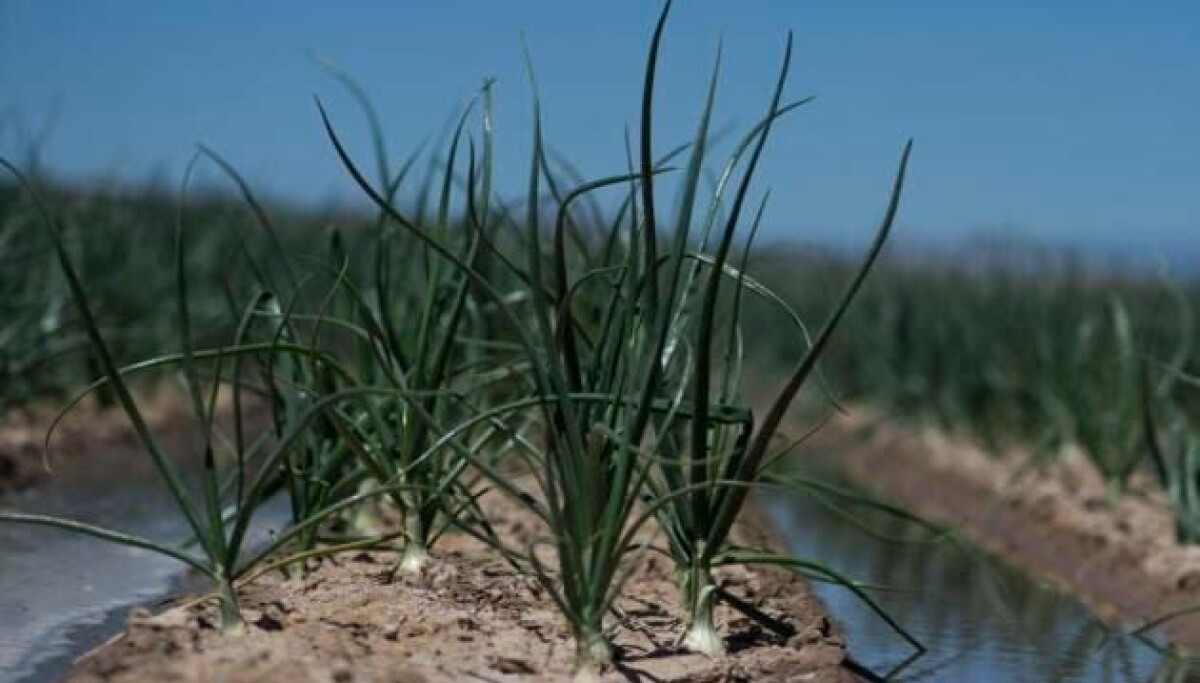Proposed Farm Bill scheduled for markup next week