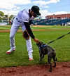 Bark in the Park