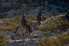 Doña Ana County added to Trump administration immigration lawsuit