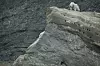 20240705-news-abq2alaska-mountain goat.JPG