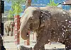 Rozie the elephant pregnant