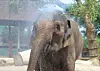 Rozie the elephant pregnant