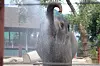 Rozie the elephant pregnant