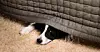 Dog hiding