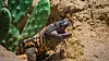 Gila monster