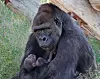 20240624-news-gorilla-01.JPG