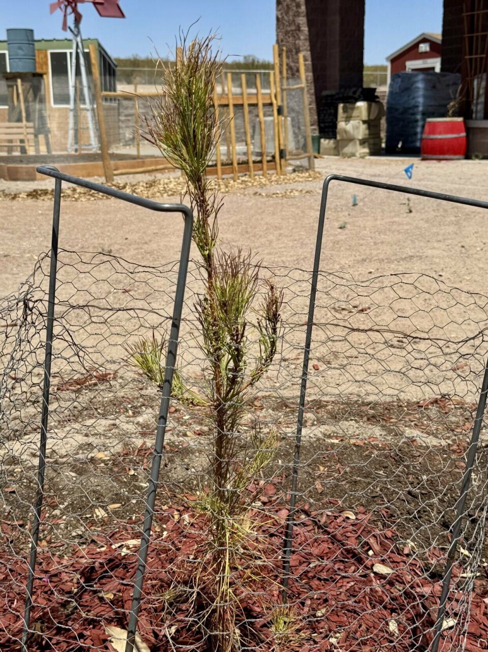 Moon Tree Root 'Moon tree' takes root at Farm and Ranch Museum | News | abqjournal.com