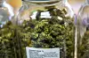 20250113-biz-cannabis-07.JPG (copy)