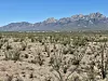 Organ Mountains with ocotillo