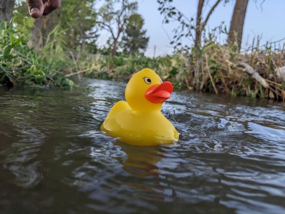 Duck Racing Sport Don't duck this fundraiser: Tularosa kicks off inaugural rubber ducky ...