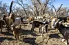 20250213-news-goats-03.JPG