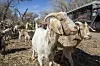 20250213-news-goats-01.JPG