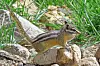 penasco chipmunk fish and wildlife photo.jpg