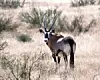 Las Cruces hikers share tales of oryx sightings