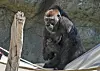 20240624-news-gorilla-03.JPG