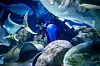 水槽 ak_mama See what it looks like underwater for ABQ BioPark Aquarium Head