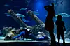 See what it looks like underwater for ABQ BioPark Aquarium Head