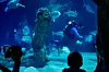 水槽 ak_mama See what it looks like underwater for ABQ BioPark Aquarium Head