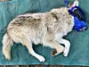 Sedated and muzzled Mexican wolf
