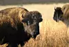 Celebrate National Bison Day: Where can you see bison herds in New Mexico?