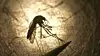 NM reports year's first human case of West Nile (copy)