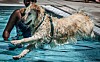 20240810-news-JB-doggypaddle-02.jpg