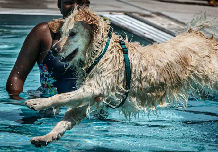 20240810-news-JB-doggypaddle-02.jpg