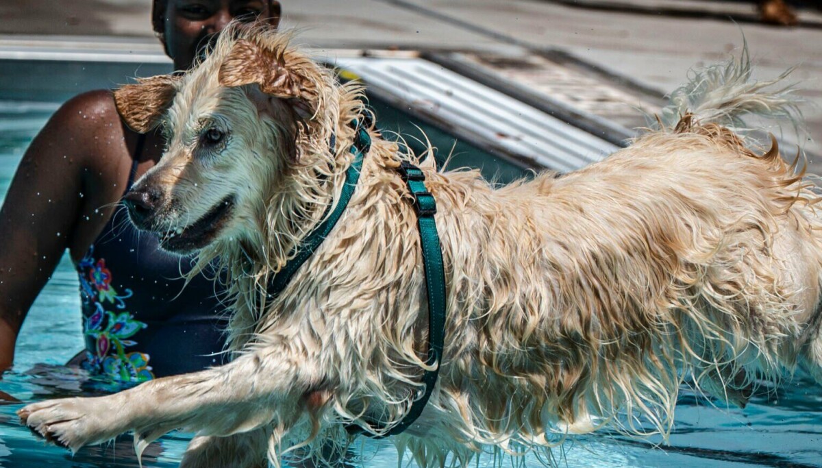 Doggy paddle, Old Lincoln Days and ‘Odyssey': 7 events this week