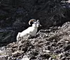 20240705-news-abq2alaska-dall sheep3.JPG