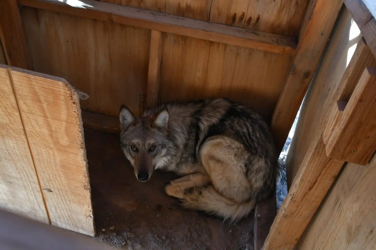 Mate of famed New Mexico gray wolf Asha dies, report finds