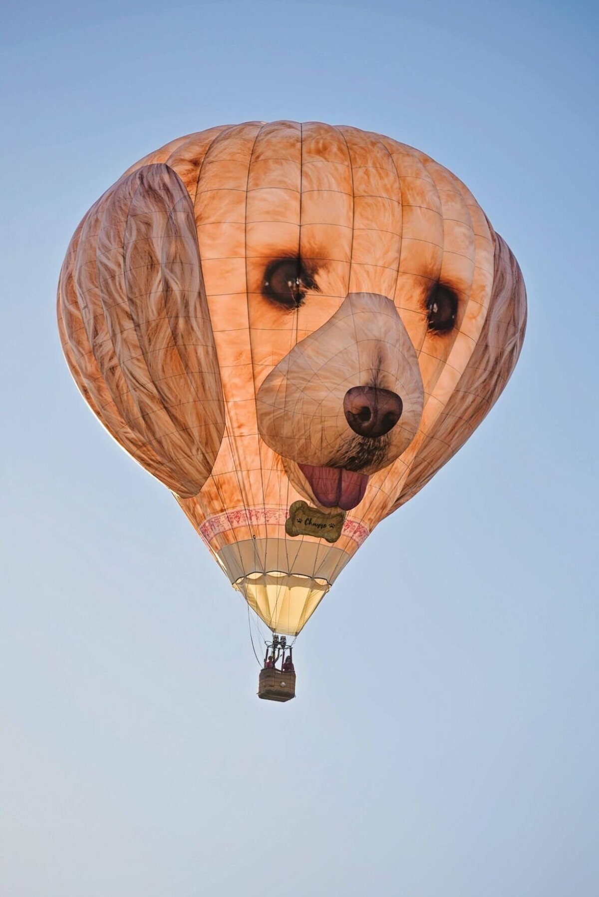 Dog is her co-pilot: This year's new special shapes include a