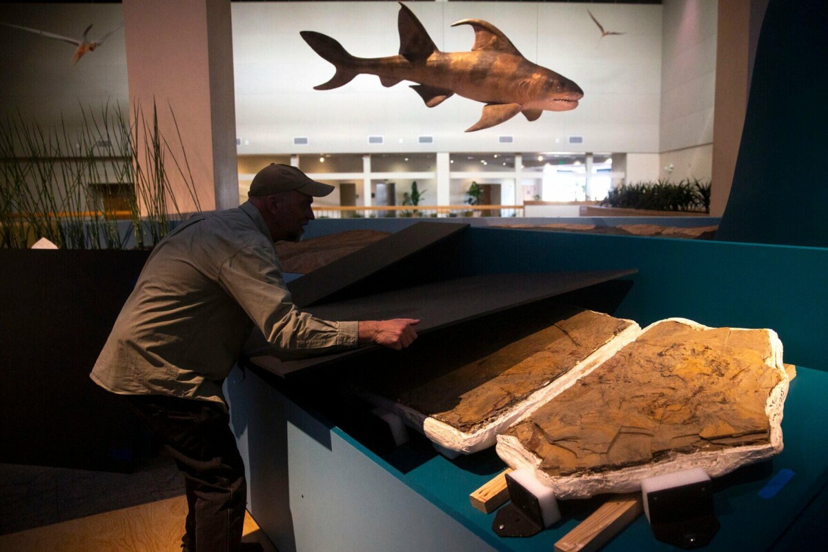 Evolutionary tale: 'Ancient Life' at NM Museum of Natural History