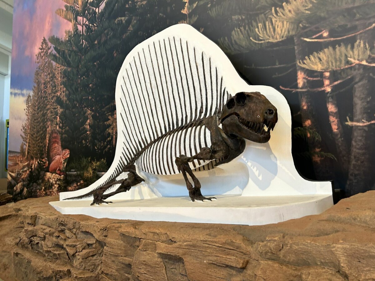 Evolutionary tale: 'Ancient Life' at NM Museum of Natural History